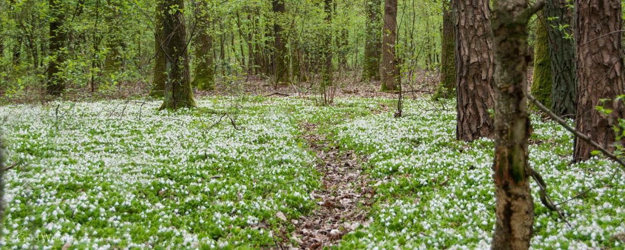 B&B De Grote Kievit Geel Bagian luar foto